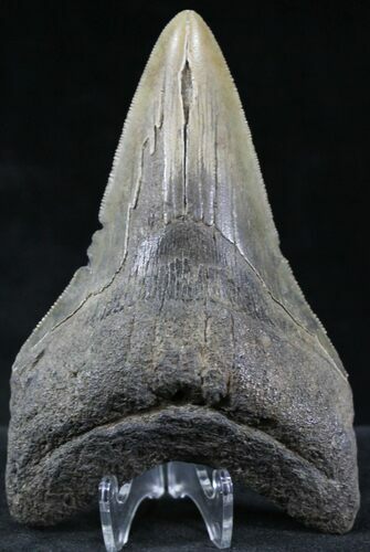 Serrated, Lower Megalodon Tooth - South Carolina #23734